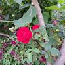 You and Me rose photo