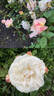 Gruss an Aachen rose photo