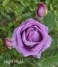 Night Flight rose photo