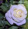 White Princess rose photo