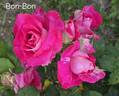 Bon-Bon rose photo