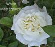 White Masterpiece rose photo