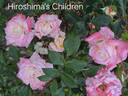 Hiroshima's Children rose photo