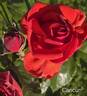 Cancun ™ rose photo