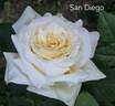 San Diego rose photo