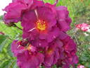 Wild Rover rose photo