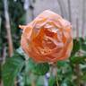 Dannahue rose photo