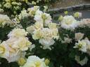 Miyabi rose photo