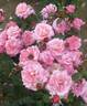 Princess Chichibu rose photo