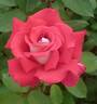 Chiyo rose photo