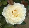 Lemon rose photo