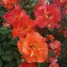 Princess Michiko rose photo