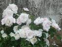 Many Happy Returns rose photo