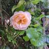 Jardin des Tuileries ® rose photo