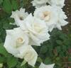 Hakusyu rose photo