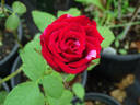 Red Panther ® rose photo