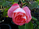 Regatta rose photo