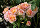Rejoice rose photo