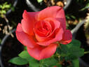Ring of Fire ™ rose photo