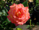 Roberto Alagna rose photo