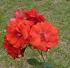Stadt Eltville rose photo