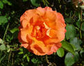 Rosemary Harkness rose photo