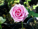 Rosita Vendela rose photo
