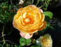 Rosomane Janon ® rose photo
