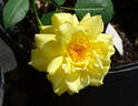 San Luis Rey rose photo