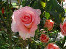 Sheer Joy rose photo