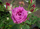 Shi-un rose photo