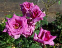 Shi-un rose photo