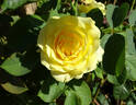 Shockwave™ rose photo