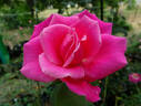 Showqueen rose photo
