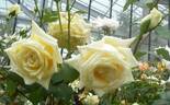 Sir Henry Segrave rose photo