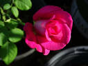 Silk Hat ™ rose photo