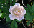 Silver Cloud rose photo