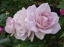 Silver Lining ™ rose photo