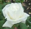 Caledonia rose photo