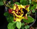 Simsalabim rose photo