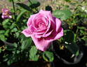 Singin' The Blues rose photo