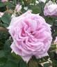Dr. Helfferich rose photo