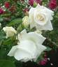 White Killarney rose photo