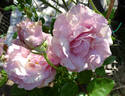 Stranger rose photo