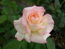 Suffolk rose photo