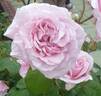 Lady Alice Stanley rose photo