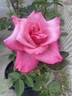 First Prize rose photo