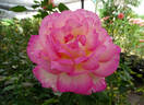 Sweet Delight rose photo