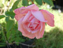 Sweet Eloise ™ rose photo