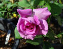 Sweet Madame Blue ™ rose photo